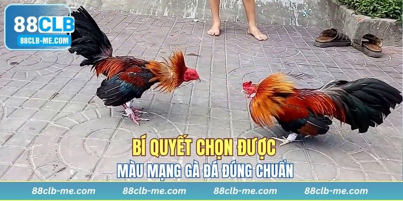 Bí quyết lựa chọn cho người mới chơi