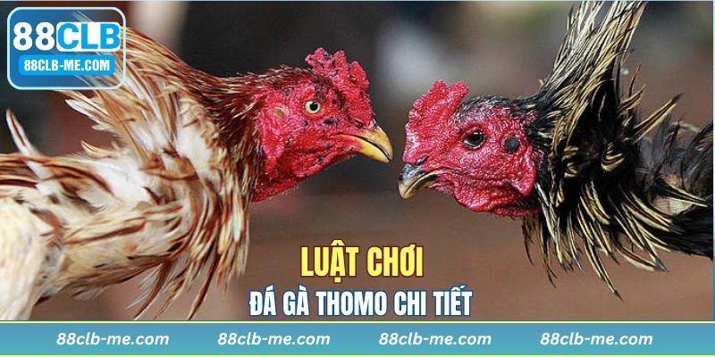 Chiến kê đồng hạng cân sẽ đấu với nhau