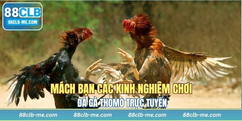 Đặt cược tiền phù hợp với túi tiền