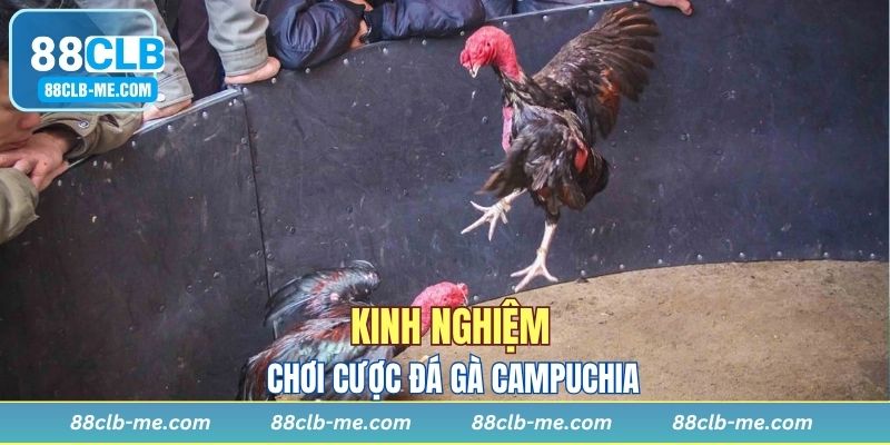 Học hỏi kinh nghiệm để chơi cá cược chọi gà Campuchia hiệu quả