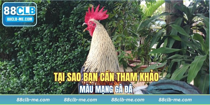 Lý do bạn cần biết về các màu mạng