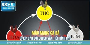Màu Mạng Gà Đá - Bí Kíp Dân Sới 88CLB Săn Tiền Đỉnh Cao