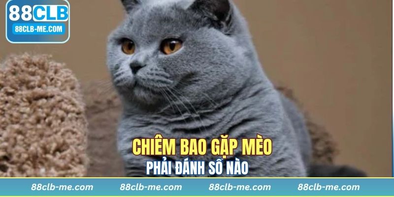 Mèo cắn cho biết sắp có điều không hay