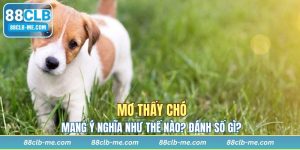 Mơ Thấy Chó Mang Ý Nghĩa Như Thế Nào? Nên Đánh Số Gì?