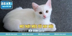 Giải Mã Giấc Mơ - Mơ Thấy Mèo Tốt Hay Xấu? Nên Đánh Số Gì?