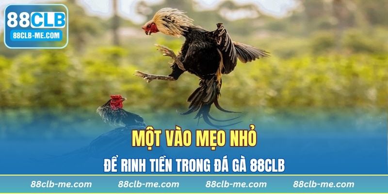 Một vào mẹo nhỏ để rinh tiền trong đá gà 88CLB