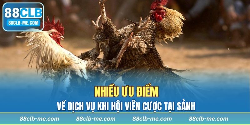 Nhiều ưu điểm về dịch vụ khi hội viên cược tại sảnh
